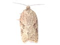 Acleris kochiella